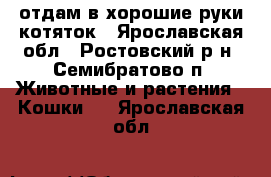 отдам в хорошие руки котяток - Ярославская обл., Ростовский р-н, Семибратово п. Животные и растения » Кошки   . Ярославская обл.